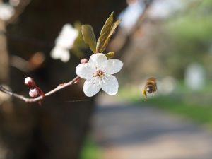 Blossom for bees