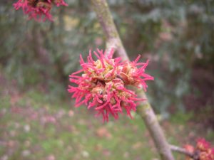 Persian Ironwood