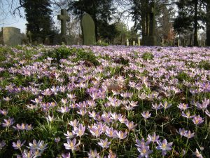 Early Crocuses