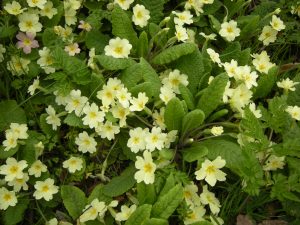 Primroses