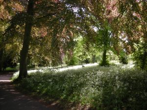 Copper Beeches, with Cow Parsley