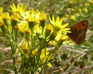 Gatekeeper on Ragwort