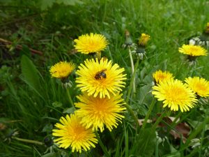 Dandelions