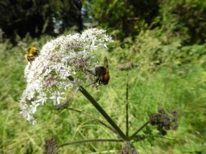 Hogweed