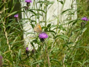 Meadow Brown butterfly on Lesser Knapweed