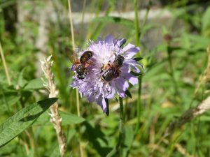 Field Scabious with Large Scabious Mining Bees
