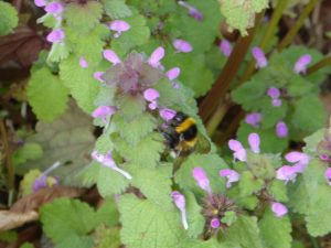 Red Deadnettle