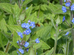 Bee-fly on Green Alkanet