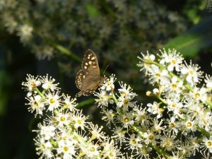 Speckled Wood butterfly on Cherry Laurel