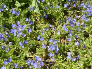 Germander Speedwell