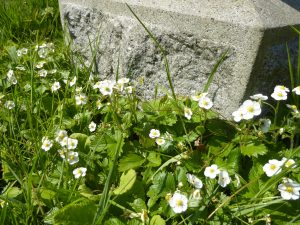 Wild Strawberry