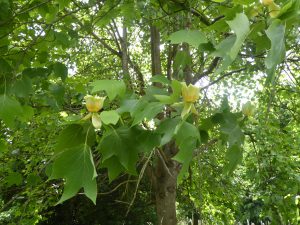 Tulip tree