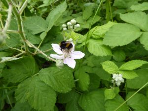 Bumblebee on Bramble flower