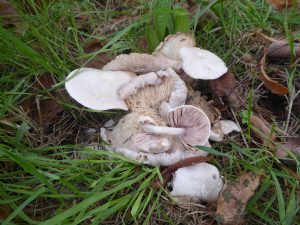 Piggyback Rosegill, Volvariella surrecta