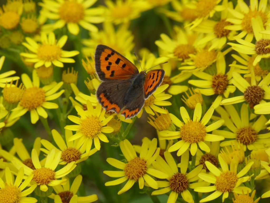 Small Copper butterfly on Ragwort