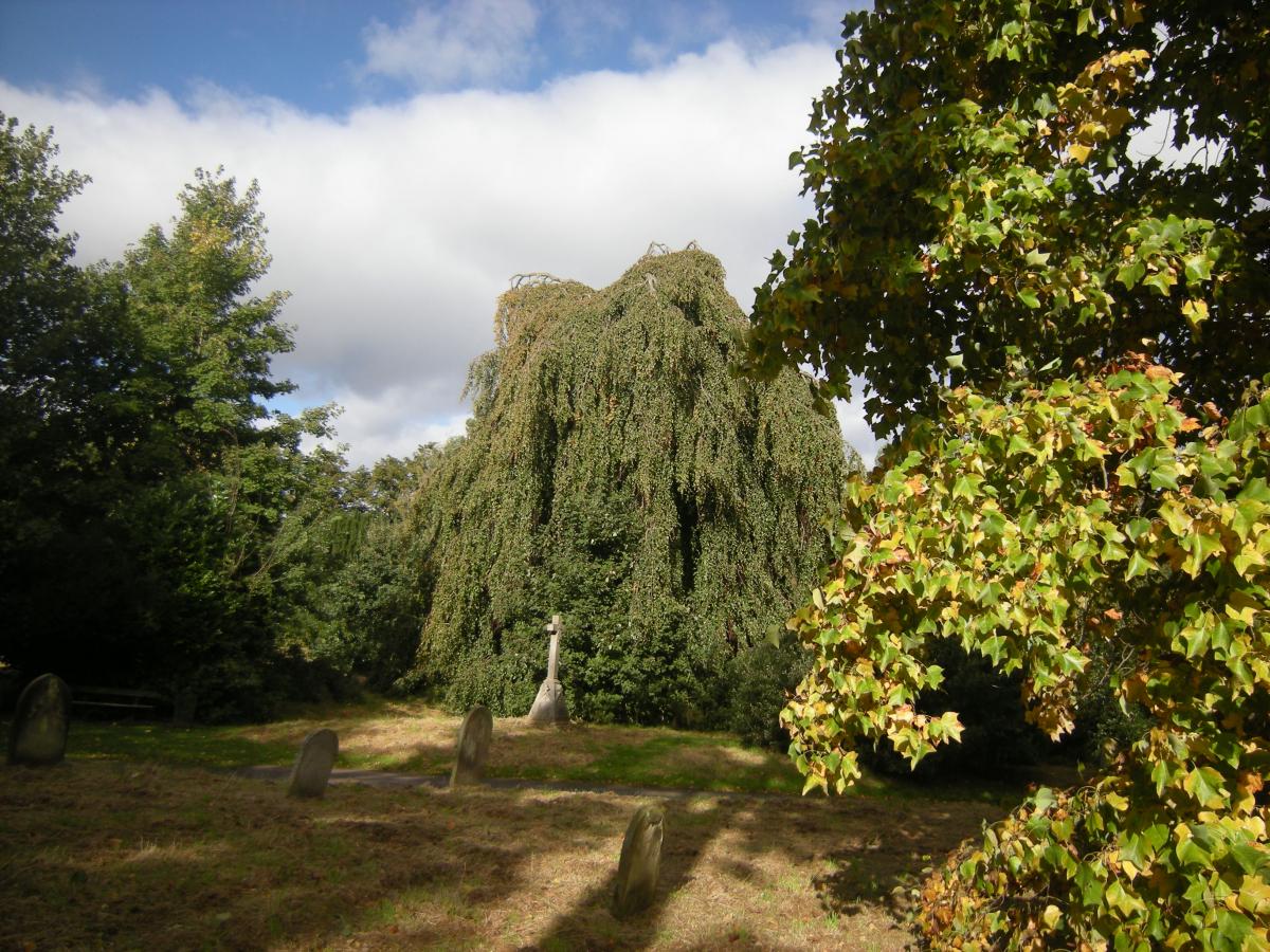 Weeping Beech