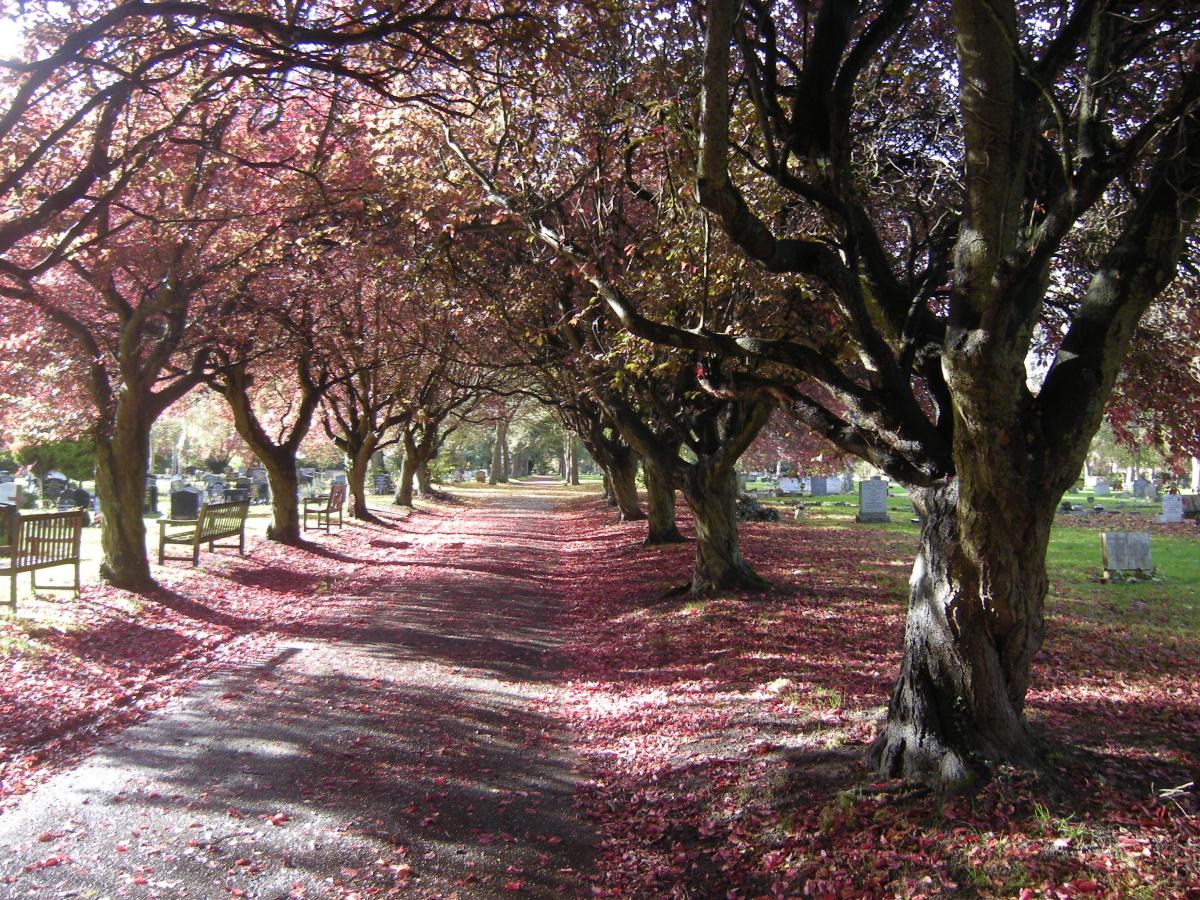 Purple plum trees