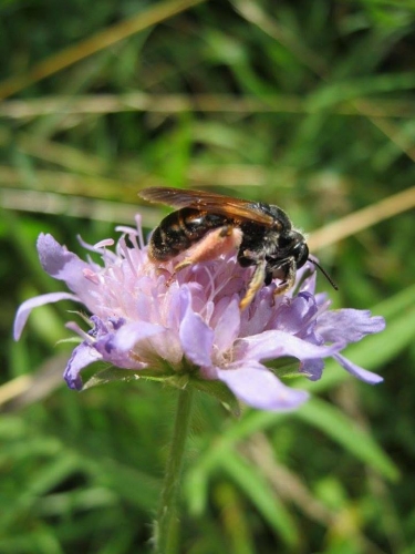 Large Scabious Mining Bee, Andrena hattorfiana