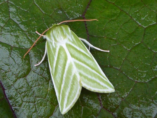 Green Silver Lines moth