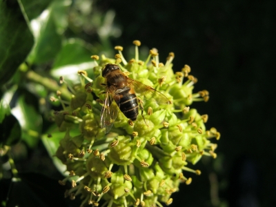 Hoverfly on Ivy
